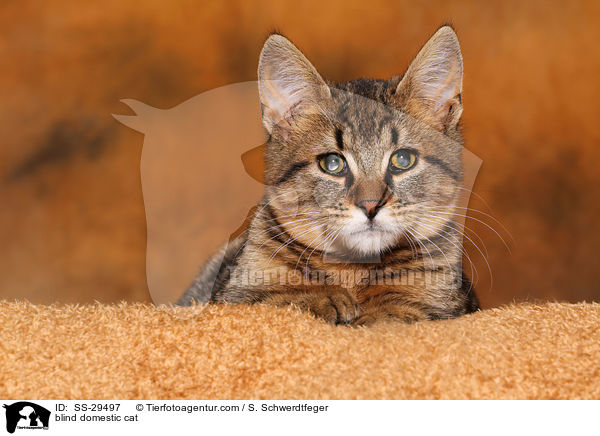 blinde Katze / blind domestic cat / SS-29497