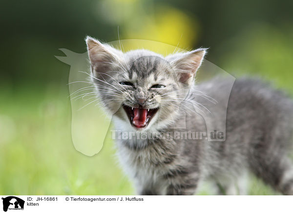 Ktzchen / kitten / JH-16861