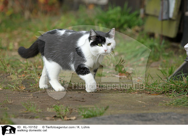 walking domestic cat / KL-10152