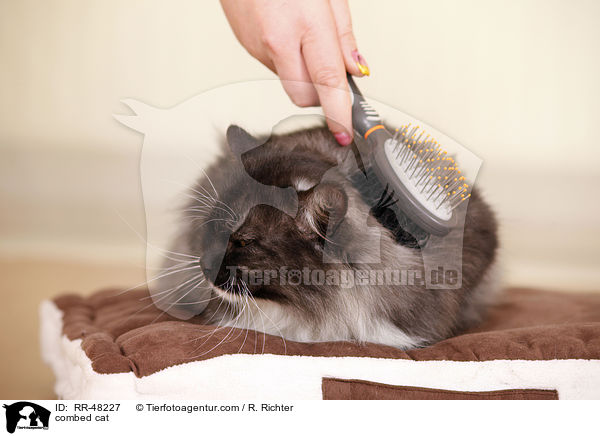 Katze wird gekmmt / combed cat / RR-48227