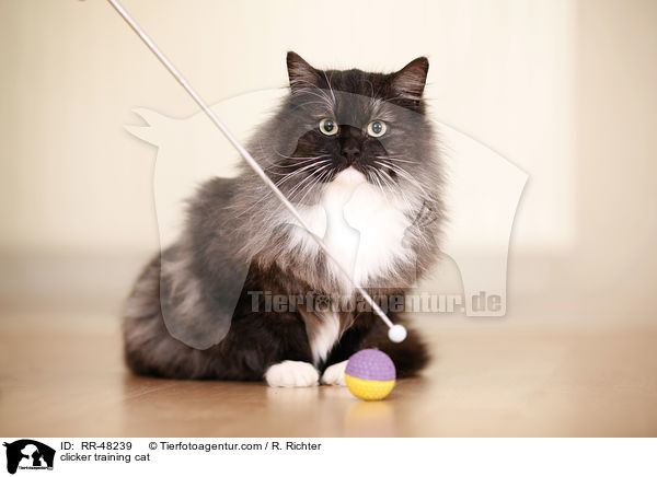 Katze beim Clickertraining / clicker training cat / RR-48239