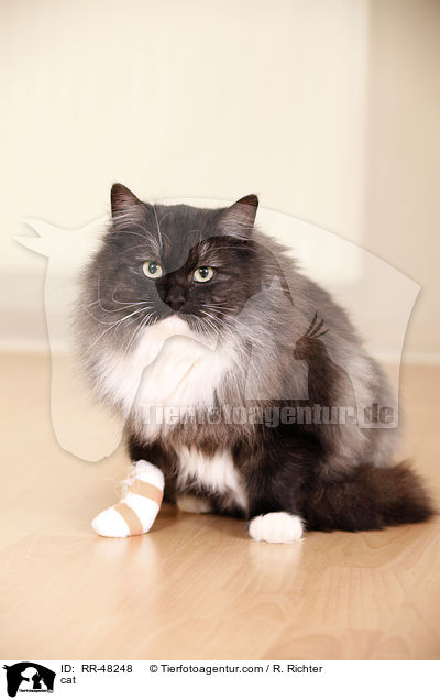 Katze / cat / RR-48248