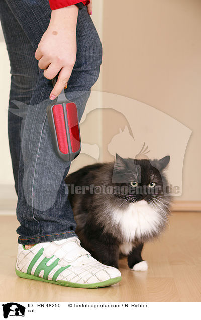 Katze / cat / RR-48250