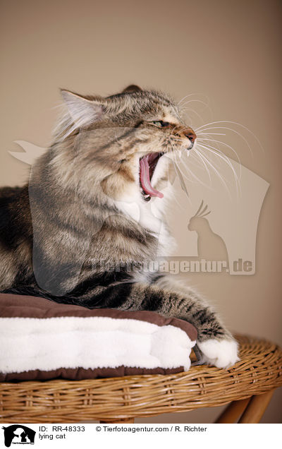 liegende Katze / lying cat / RR-48333