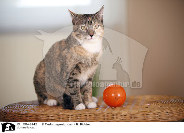 Hauskatze / domestic cat / RR-48442