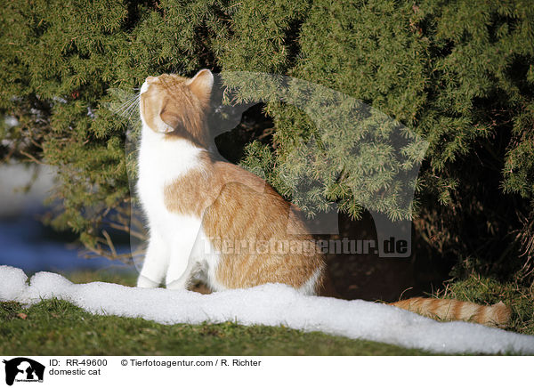 Hauskatze / domestic cat / RR-49600