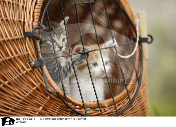 2 Hausktzchen / 2 kitten / RR-53217
