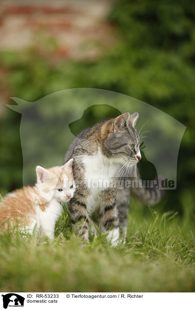 Hauskatzen / domestic cats / RR-53233