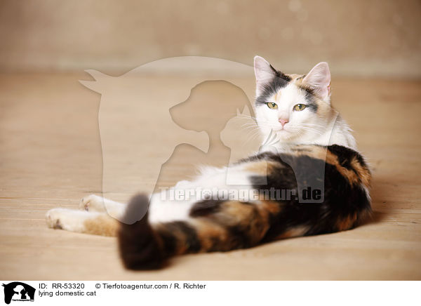 lying domestic cat / RR-53320