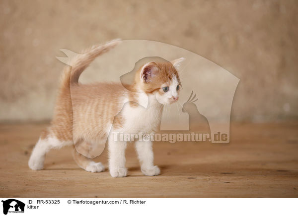 Hausktzchen / kitten / RR-53325