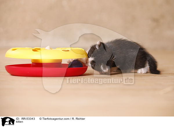 Hausktzchen / kitten / RR-53343