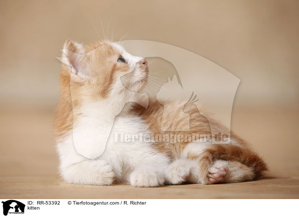 Hausktzchen / kitten / RR-53392