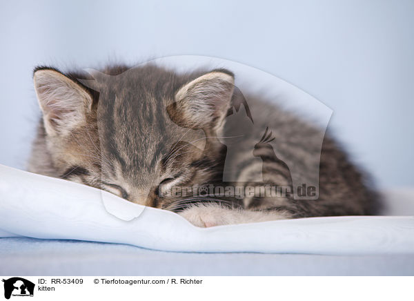 Hausktzchen / kitten / RR-53409