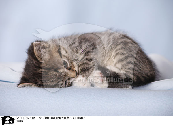 Hausktzchen / kitten / RR-53410