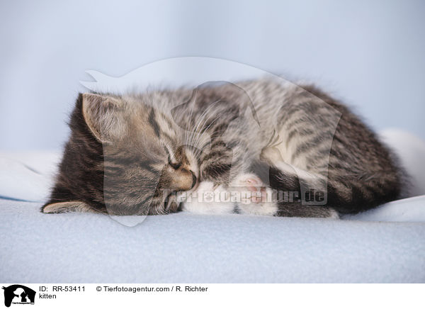 Hausktzchen / kitten / RR-53411