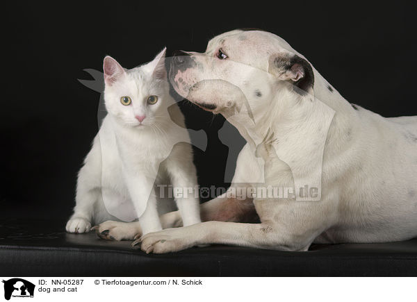 dog and cat / NN-05287