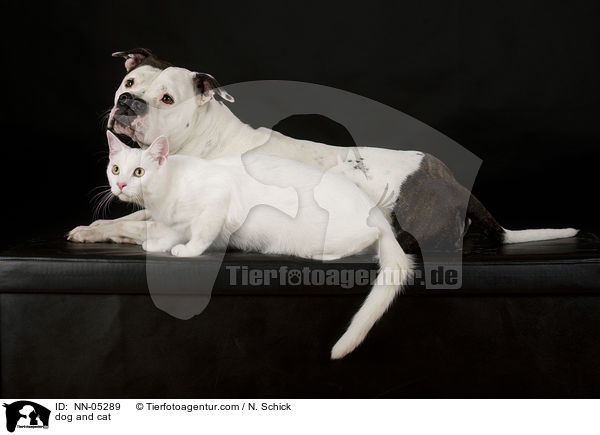 Hund und Katze / dog and cat / NN-05289