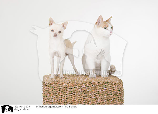 Hund und Katze / dog and cat / NN-05371