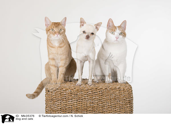 dog and cats / NN-05376