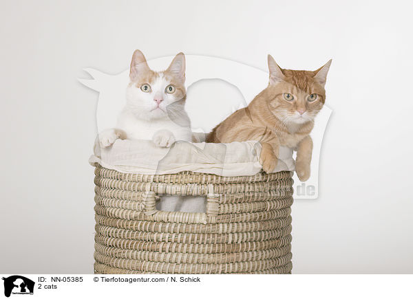 2 cats / NN-05385