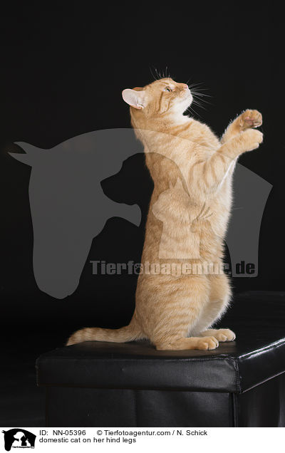 Hauskatze macht Mnnchen / domestic cat on her hind legs / NN-05396