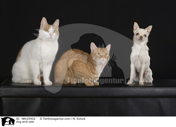 Hund und Katzen / dog and cats / NN-05402