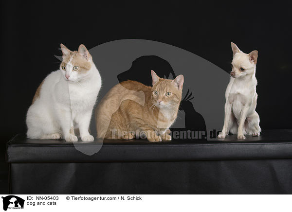 dog and cats / NN-05403