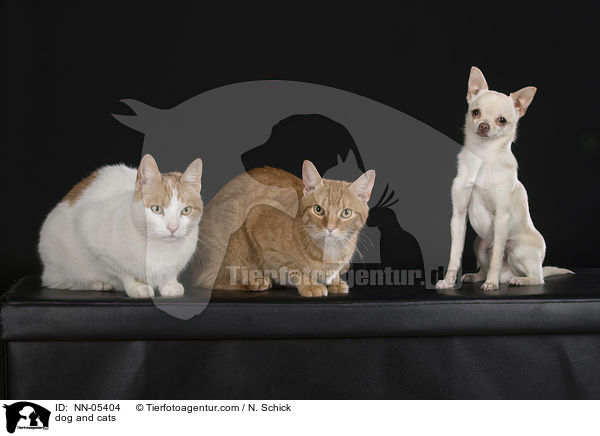 Hund und Katzen / dog and cats / NN-05404