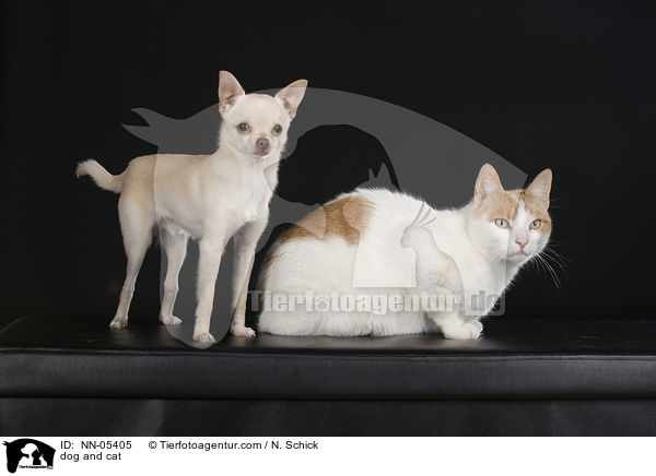 dog and cat / NN-05405