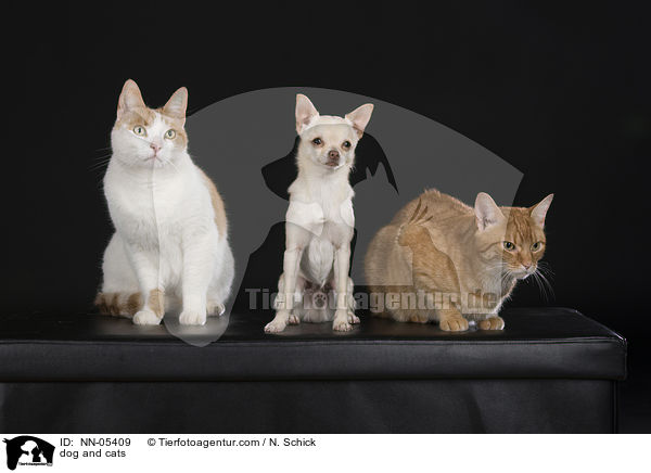 dog and cats / NN-05409