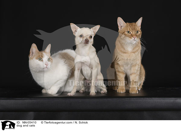 dog and cats / NN-05410