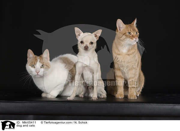 dog and cats / NN-05411