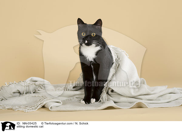sitting domestic cat / NN-05425