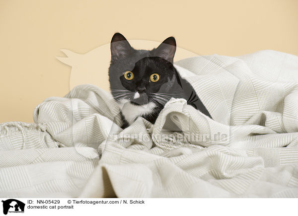 Hauskatze Portrait / domestic cat portrait / NN-05429