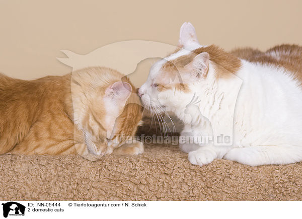 2 Hauskatzen / 2 domestic cats / NN-05444
