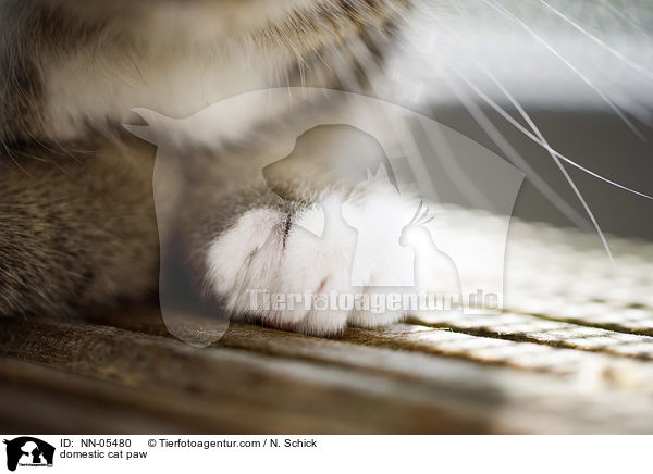 domestic cat paw / NN-05480