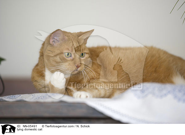 liegende Hauskatze / lying domestic cat / NN-05491