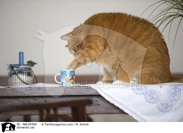 Hauskatze / domestic cat / NN-05494