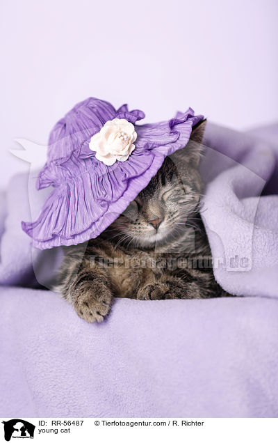 junge Katze / young cat / RR-56487