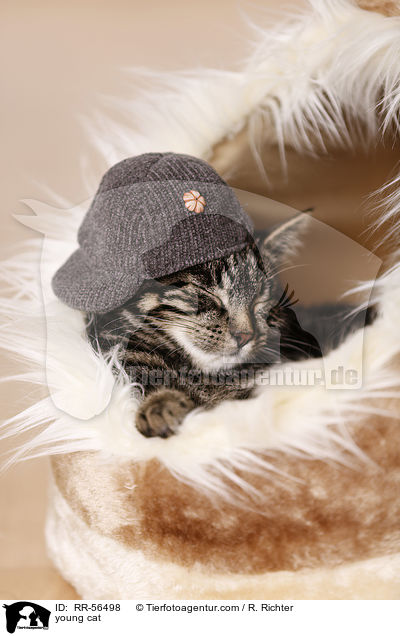 junge Katze / young cat / RR-56498