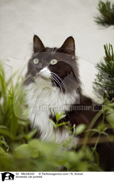 Hauskatze Portrait / domestic cat portrait / NN-08240