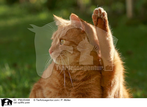 cat uplifts paw / PM-05488