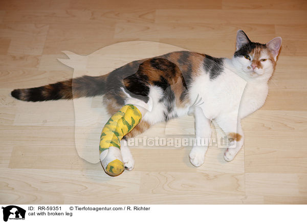 cat with broken leg / RR-59351