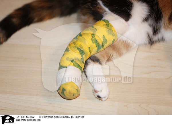 Katze mit gebrochenem Bein / cat with broken leg / RR-59352