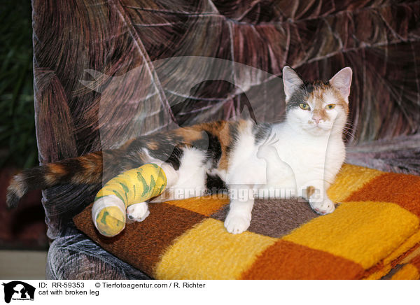 cat with broken leg / RR-59353