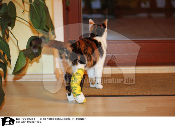 cat with broken leg / RR-59354