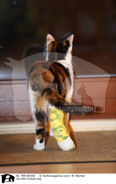 cat with broken leg / RR-59355