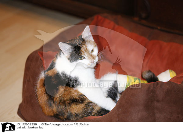 cat with broken leg / RR-59356