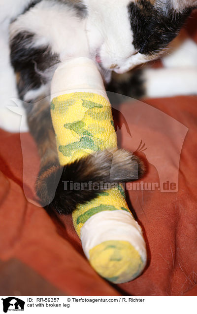 cat with broken leg / RR-59357