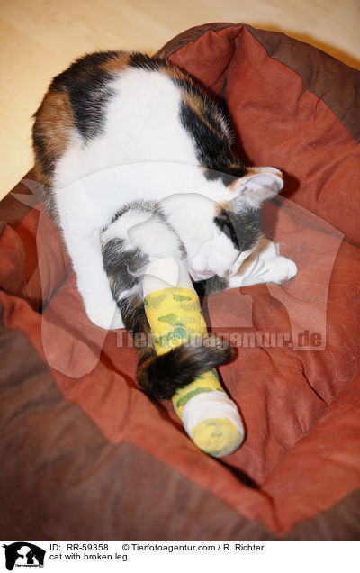 Katze mit gebrochenem Bein / cat with broken leg / RR-59358